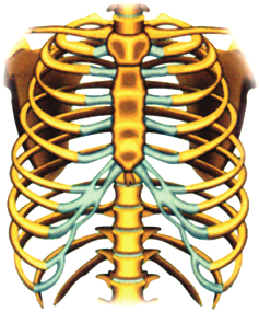 b) Tulang dada dan tulang rusuk Tulang dada dan tulang rusuk berfungsi untuk melindungi organ-organ yang ada di bagian dada, seperti jantung dan paru-paru.