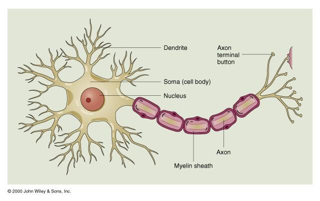 Merupakan saraf bagian sel adalah isolator yang jaringan Bagian Neurit