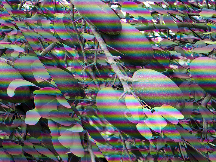 10 Gambar 4. Buah Maja (Aegle marmelos) (http://1.bp.blogspot.com) 2.1.3 Habitat Maja merupakan pohon yang meranggas di daerah subtropik.