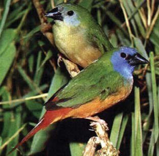 Apabila suatu hewan memakan serangga, maka hewan tersebut termasuk dalam kelompok a. insektivor c. omnivor b. herbivor d. karnivor 5. Salah satu contoh burung pemakan biji ialah burung a.