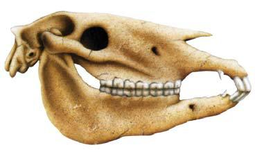 jelaskan susunan gigi yang terdapat pada kelompok hewan omnivora