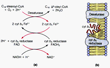 Desaturasi Asam Lemak Membutuhkan Fatty acyl CoA desaturase Enzim yang menghasilkan asam oleat
