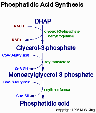 Asam fosfatidat