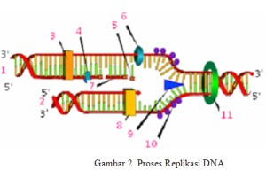 Secara sederhana: Mula-mula, heliks ganda DNA (merah) dibuka menjadi dua untai tunggal oleh enzim helikase (9) dengan bantuan topoisomerase (11) yang mengurangi tegangan untai DNA.