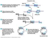 Molekul DNA cetakan (DNA template) Virus penyebab kanker: Transkripsi terbalik menghasilkan DNA virus Pembuatan cdna dari