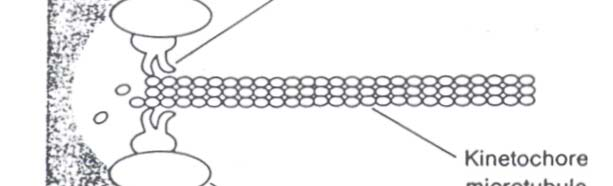 4. Ketika metafase salah satu ujung elemen spindel terikat ke kromosom pada kinetokor, ujung lainnya tertanam pada kutub