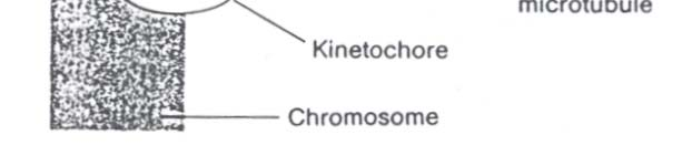 Selama anafase elemen spindel tetap melekat pada kromosom, tetapi pada bagian kinetokor mikrotubul mengalami disassembly yang