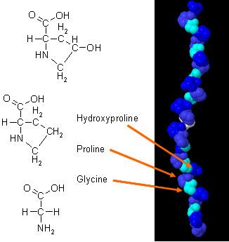 PENGELOMPOKKAN PROTEIN Berdasarkan Struktur Susunan Molekul a) Protein fibriler/skleroprotein Contoh : 1.