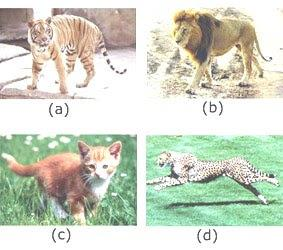 Kucing dan harimau merupakan contoh adanya keanekaragaman hayati pada tingkat