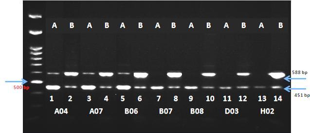 34 Pola haplotip hasil ARMS-PCR selanjutnya dipisahkan dengan elektroforesis dengan 100 V selama 60 menit dengan 2%
