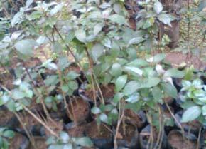 pictum didapatkan dari kebun percobaan Balittro, sedangkan tanaman A. gangetica diambil dari lapangan dan ditanam di dalam polybag dan dilakukan penyiraman setiap hari.