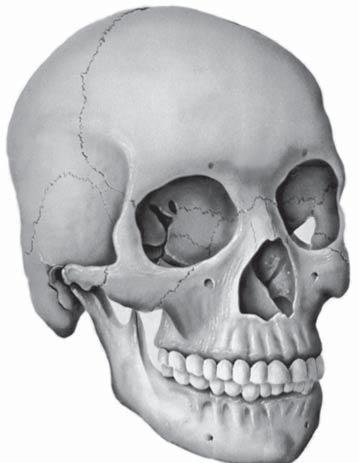 Tulang-tulang yang menyusun rangka kepala bagian depan ini membentuk dasar wajah. Rangka kepala bagian belakang berbentuk seperti tempurung kelapa.