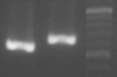 IV. HASIL DAN PEMBAHASAN 4.1 Isolasi Fragmen DNA Penyandi CcGH Mature Plasmid pgem-t Easy yang mengandung cdna GH ikan mas telah berhasil diisolasi.