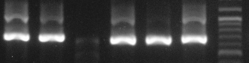 kb M 1 2 3 4 5 6 7 8 9 10 11 12 13 14 15 16 4,0 - Gambar 14. Hasil cracking C-mCcGH dari bakteri E. coli BL21 (DE3); M= marker, 1-16= hasil cracking klon bakteri E. coli BL21 (DE3), = klon bakteri E.