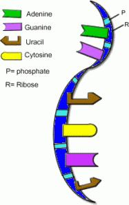 replikasi dapat melalui tiga model. Model pertama adalah model konservatif, yaitu dua rantai DNA lama tetap tidak berubah, berfungsi sebagai cetakan untuk dua dua rantai DNA baru.