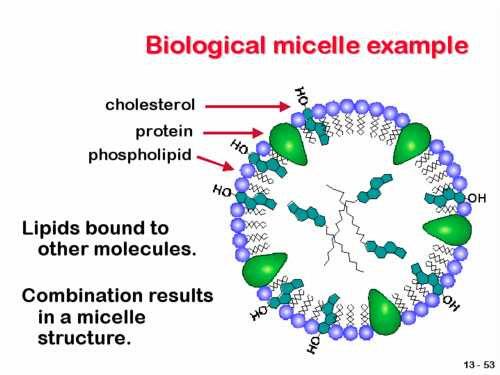@7. Lipid terikat pada bagian nonpolar molekul, bagian polar protein terkat
