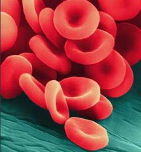Ini berkaitan dengan umur sel darah merah yang hanya maksimal 120 hari. Selanjutnya, sel darah merah akan mati dan dihancurkan kembali oleh hati. Gambar 2.