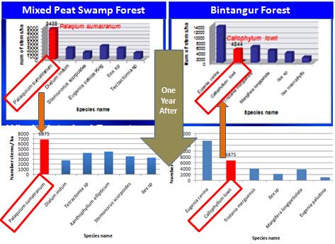 Prosiding Semirata FMIPA Universitas Lampung, 2013 Pada tipe hutan rawa gambut campuran terutama berada dipinggiran sungai besar, yang juga dipengaruhi oleh adanya suplai hara dari sungai.
