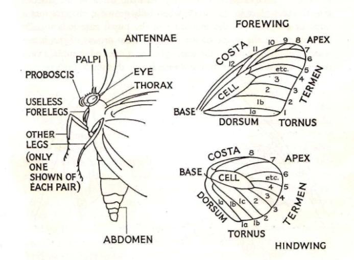 7 2. Dada (thoraks) Thoraks merupakan bagian tubuh dimana kaki dan sayap tersusun atas tiga segmen yang masing-masing terdapat sepasang kaki untuk berjalan dan berpegangan.
