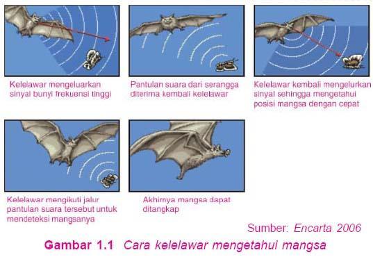 12 Gambar 2. Ekolokasi kelelawar (Encarta, 2006).