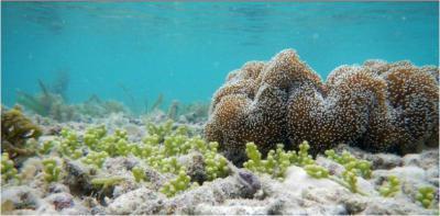 2015/05/22 14:36 WIB - Kategori : Artikel Penyuluhan SELAMATKAN TERUMBU KARANG JAKARTA (22/5/2015) www.pusluh.kkp.go.id Istilah terumbu karang sangat sering kita dengar, namun belum banyak yang memahami pengertiannya.