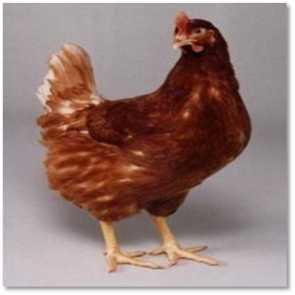 butir/ekor/tahun), efisien dalam pengunaan ransum untuk membentuk telur,tidak memiliki sifat mengeram (Sudarmono, 20