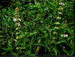 II. TINJAUAN PUSTAKA 2.1. Kemangi (Ocimum basilicum Linn.) sebagai Tanaman Herbal Tanaman Kemangi ( Ocimum basilicumlinn.) merupakan tanaman perdu yang tumbuh baik didaerah tropis.