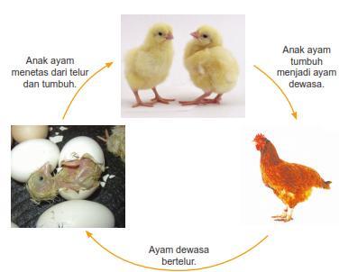 3. Daur Hidup Unggas Apakah kamu pernah makan telur? Dari mana kah asal telur? Telur merupakan salah satu tahap pada perkembangbiakan hewan dari kelompok unggas. Contohnya adalah ayam.
