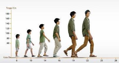 Gambar 1.5. Pertumbuhan manusia Dalam pertumbuhan terjadi penambahan ukuran tubuh mahkluk hidup. Artinya, dari ukuran tubuh yang semula kecil menjadi lebih besar.