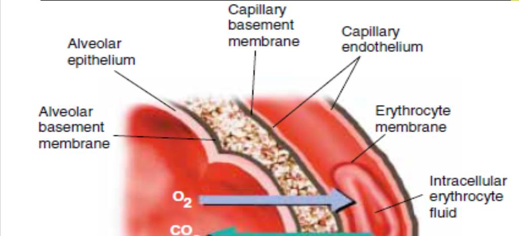 Proses difusi di paru terjadi melalui suatu membran alveolokapiler cairan yang melapisi membran intraalveolar sel epitel