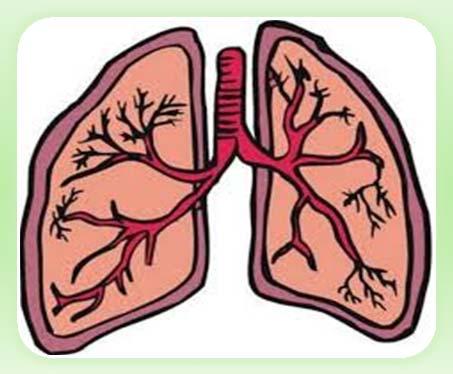 Rasio ventilasi-perfusi pada setiap bagian paru bervariasi Apeks paru menerima ventilasi lebih