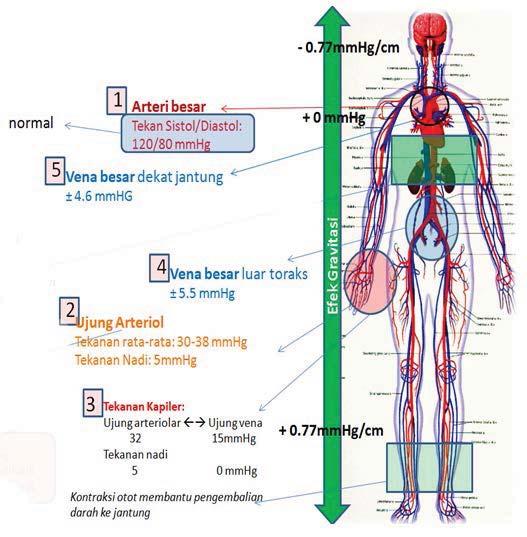 Gambar 1. Tekanan darah dan tekanan nadi tubuh manusia. [4] Tabel 1.