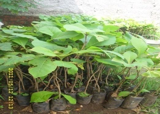 30 30 cm, jumlah daun sebanyak 2 pasang, dan batang berkayu, sehat, dan bebas dari penyakit (Gambar 3). Kontrak kerjasama dengan PT Setyamitra Bhaktipersada telah berlangsung mulai tahun 2007.