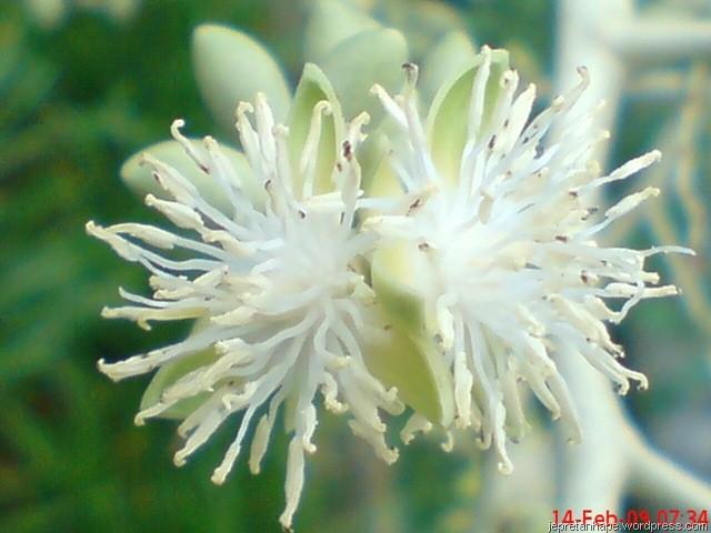 Bagian Bagian Bunga 5 Gynaecium 4 Androiceum Corolla Pistillu M Stamen Perianthium Calyx Bakal Biji 2 Receptacul Um 1 Pdf Free Download