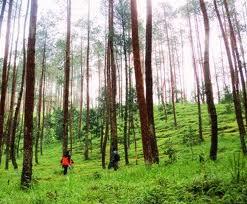 tertentu; (6) Hutan produksi adalah kawasan hutan yang diperuntukkan sebagai