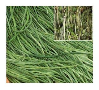 BUDIDAYA KACANG PANJANG Kacang panjang (Vigna sinensis)termasuk dalam famili Fabaceae dan merupakan salah satu komoditi sayuran yang banyak diusahakan di daerah dataran rendah pada ketinggian 0-200 m