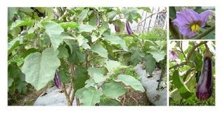 BUDIDAYA TERUNG Terung (Solanummelongena)merupakan tanaman semusim sampai setahun atau tahunan, termasuk dalam famili Solanaceae. Tinggitanaman terung berkisar antara 60 240 cm.