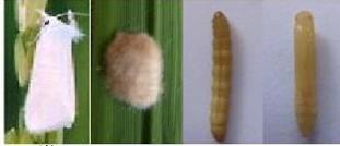 GEJALA SERANGAN Pada stadia vegetative larva memotong bagian tengah anakan sehingga tanaman akan layu dan mati karena aliran hara ke bagian atas tanaman
