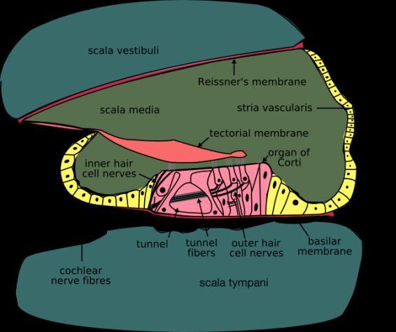 Gambar 7.15 Struktur koklea b. Tingkap oval atau fenestra ovalis adalah bukaan berselaput yang menghubungkan telinga tengah dengan telinga dalam.