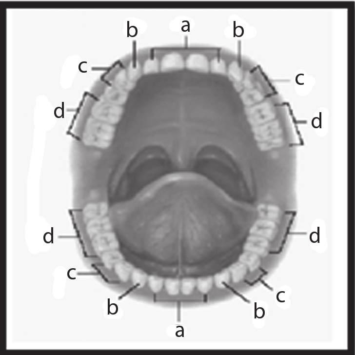 1. Gigi permanen M 3 M 3 M 3 M 3 Gigi permanen terdiri dari: gigi seri (insisivus), berjumlah 8 buah, berfungsi memotong makanan gigi taring (caninus), berjumlah 4 buah, berfungsi merobek makanan