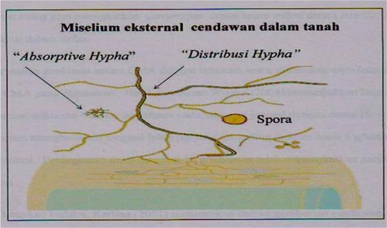 Gambar 2. Struktur hifa eksternal dalam tanah (Brundrett, 2004).