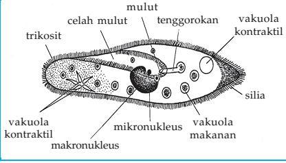 38 Gambar 2.4 struktur tubuh paramecium (Sumber: http://www.dw-world.de/image/0,,2857035_1,00.
