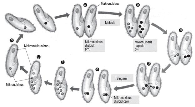 39 Gambar 2.5 konjugasi pada paramecium (Sumber: http://www.horton.ednet.ns.ca) d. Sporotozoa Sporotozoa memiliki karakteristik yang sedikit berbeda jika dibandingkan dengan anggota lainnya.
