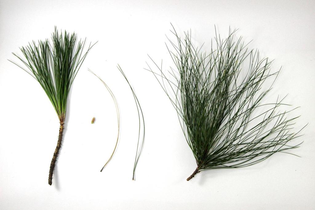 HASIL Pinus merkusii (Tusam Sumatera) Analisis morfologi : Daun majemuk, satu tangkai terdiri dari beberapa helai daun. Panjang daun ± 10-20 cm.
