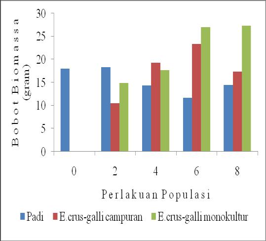 Sebaliknya, pada populasi 8 E. crus-galli, bobot biomassa padi meningkat dan bobot biomassa E. crus-galli menurun (Gambar 5a).