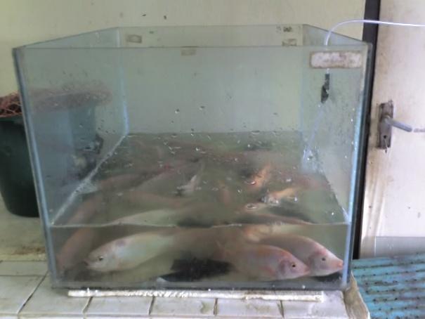 Pada pengangkutan ikan suhu harus dapat dipertahankan mendekati suhu normal karena