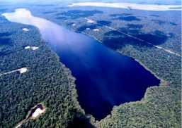 Disekitar danau masih ditemukan hutan rawa primer diatas lahan gambut yang masih asli.