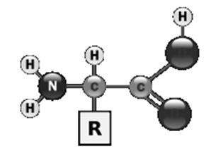 Asam amino Struktur umum
