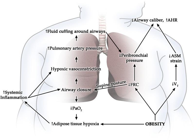 11 memperburuk gejala asma. Pada obesiti, volume paru dan volume tidal berkurang. Obesiti juga dapat menimbulkan reaksi inflamasi sistemik tingkat rendah yang dapat mengeksaserbasi asma.