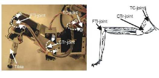 14 Analogi tungkai kaki belalang pada robot Hexapod : Gambar 2.6 Perbandingan Kaki Robot Dan Kaki Serangga (Sumber:http://www.chaos.gwdg.de/~poramate/AMOSWD06.html) 2.3.1. Gait Gait merupakan pola pergerakan sendi, baik itu pada hewan maupun manusia.